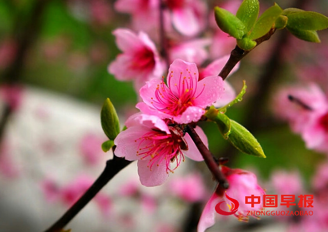 1734746458450805.png 桃花.png