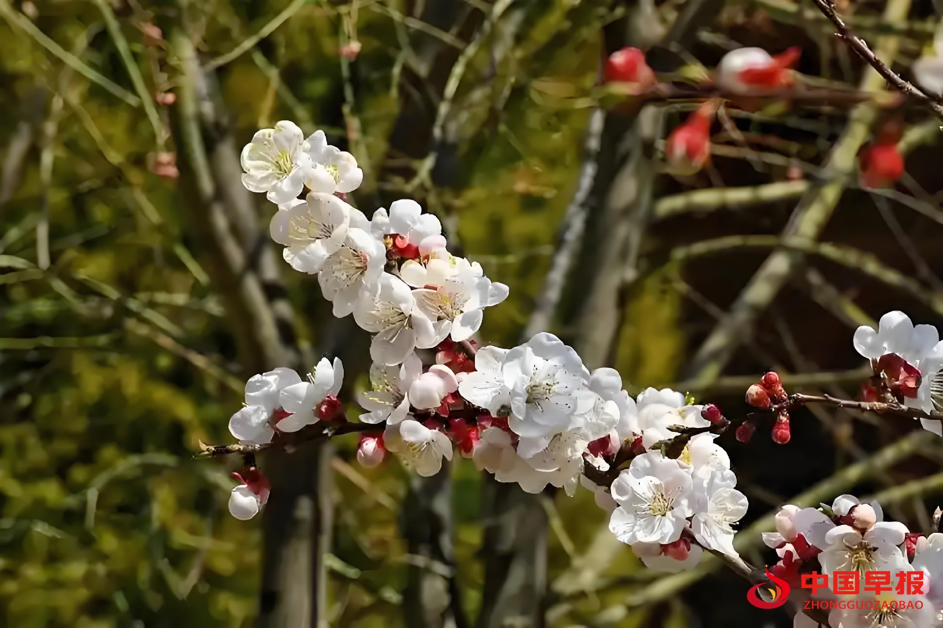 1742200068642130.jpg 图片06.jpg