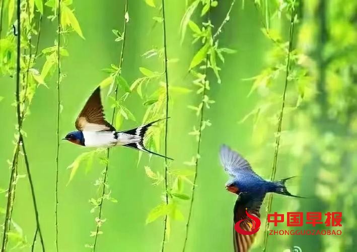 1742200188103292.jpg 图片08.jpg