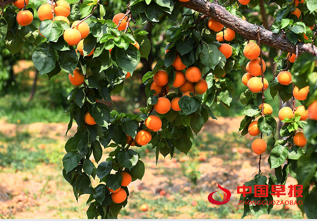 1761194325971715.png 2橘树.png