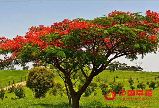 1761194369155273.png 1凤凰木.png