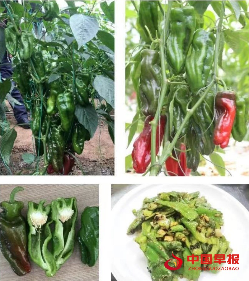 1766680655170358.jpg 1_副本.jpg